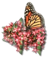 Butterfly on Pink and White Flowers
