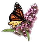 Monarch Butterly